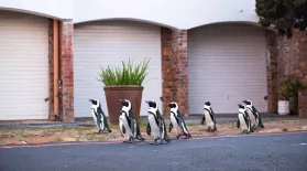 A Waddle of Penguins Head Into Cape Town: asset-mezzanine-16x9