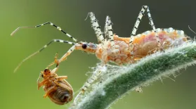 You Can’t Unsee the Assassin Bug’s Dirty Work: asset-mezzanine-16x9