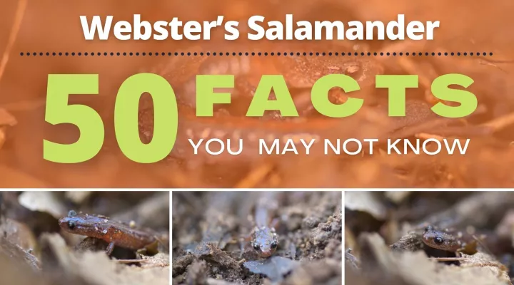 Webster’s Salamander | 50 Facts You May Not Know