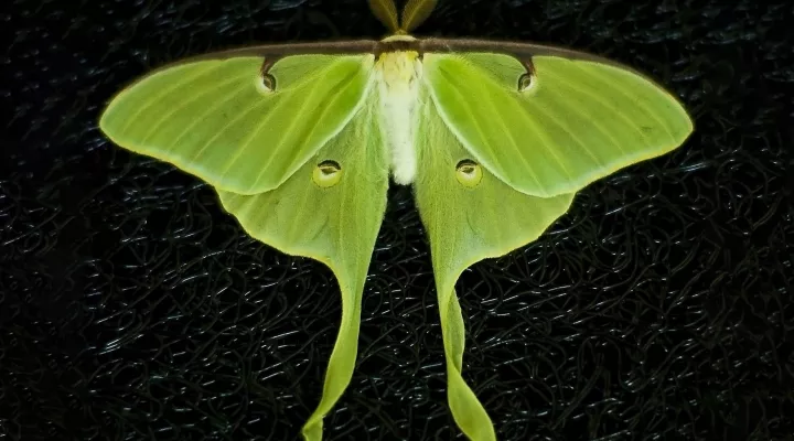  A luna moth