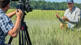 Tony Mills hold up an animal while filming in the salt marsh