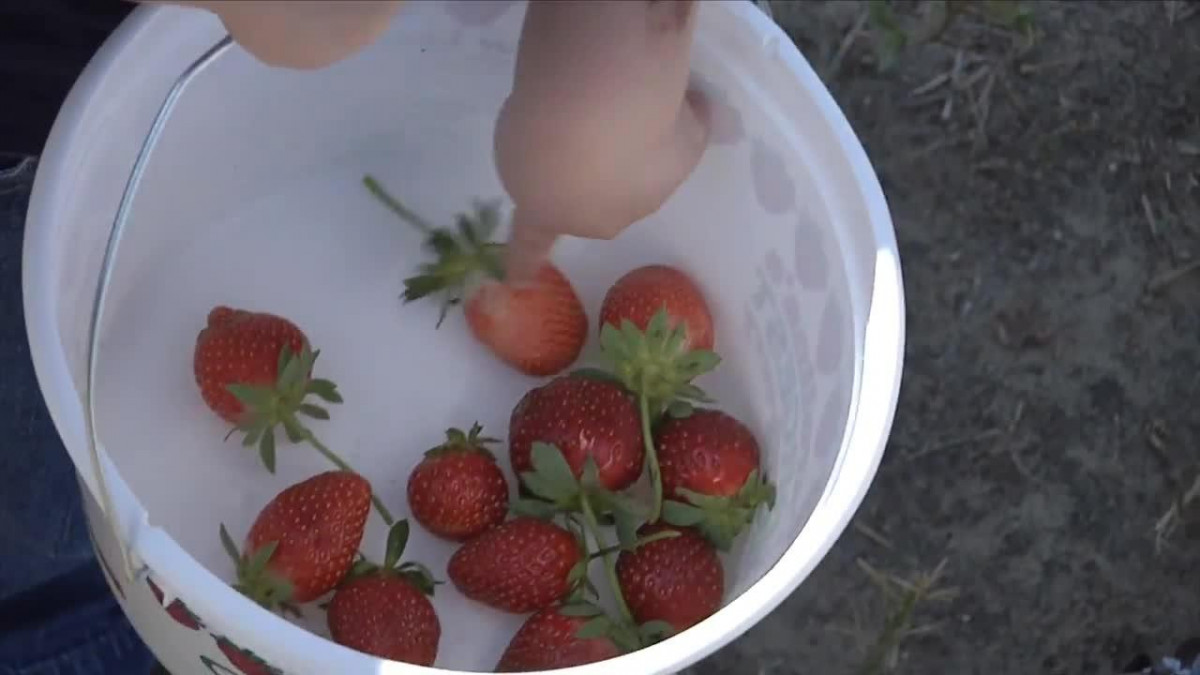 strawberries in bucket