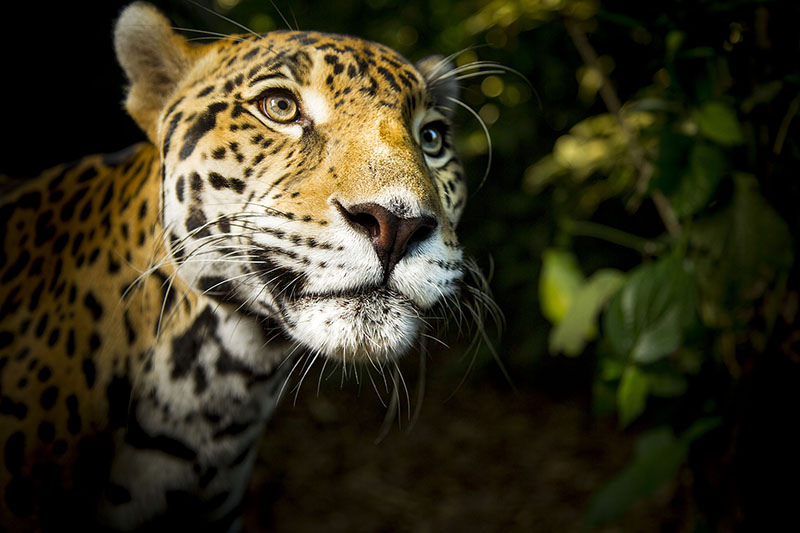 Tiger in jungle