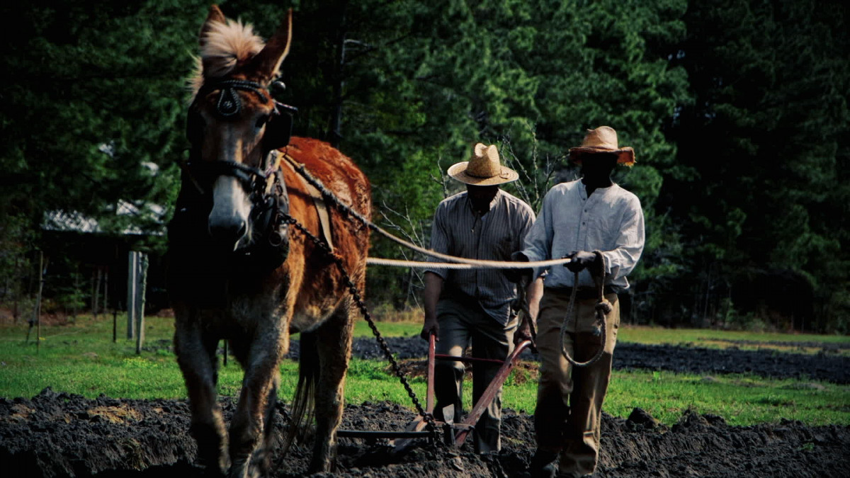 forty acres and a mule