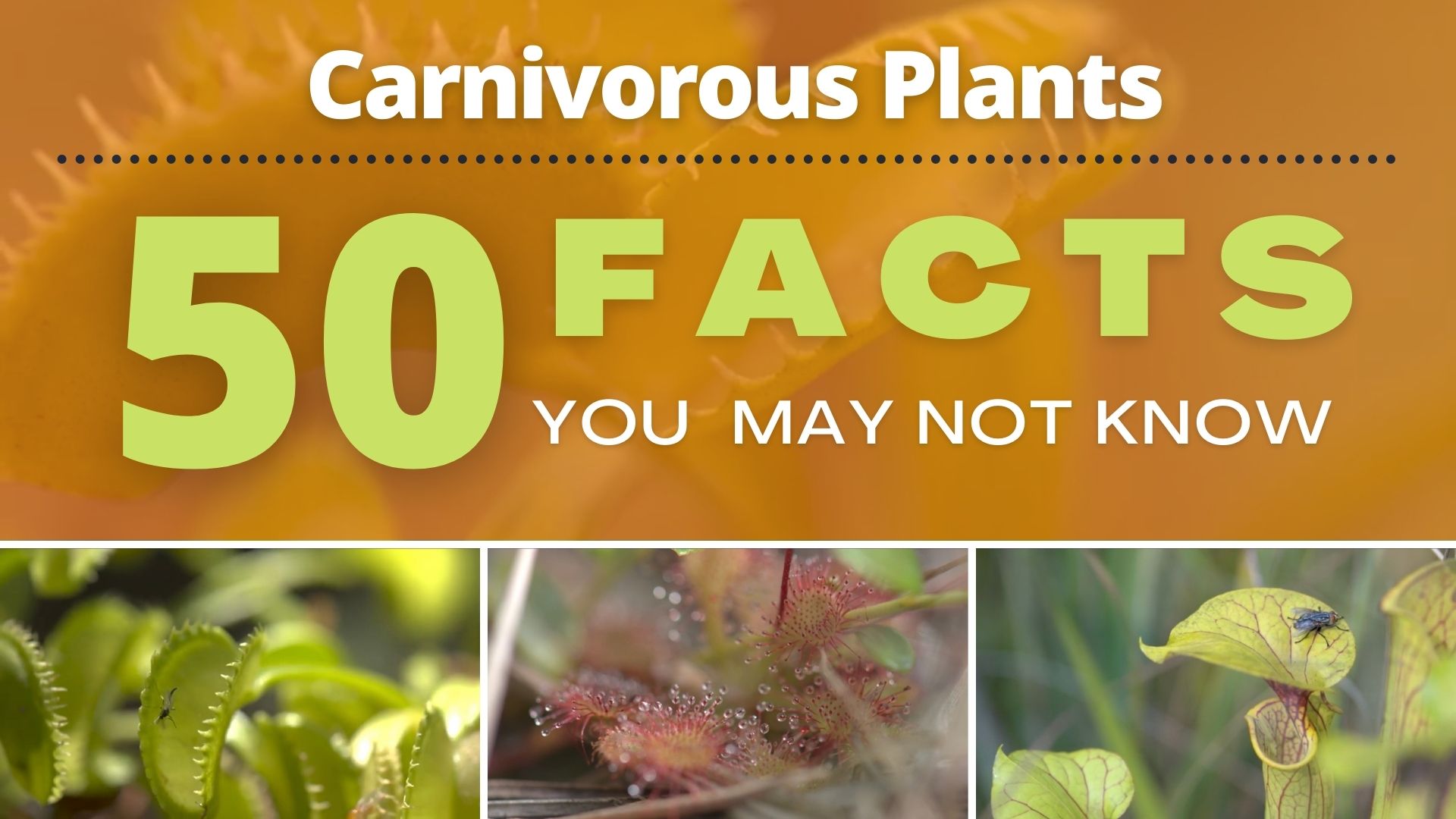 Carnivorous Plants | 50 Facts You May Not Know | Stories | South Carolina  ETV