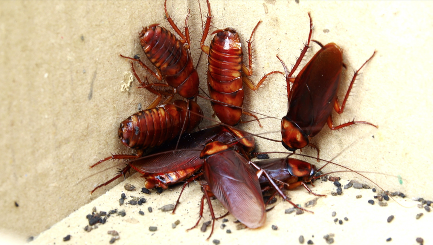 Palmetto bug store