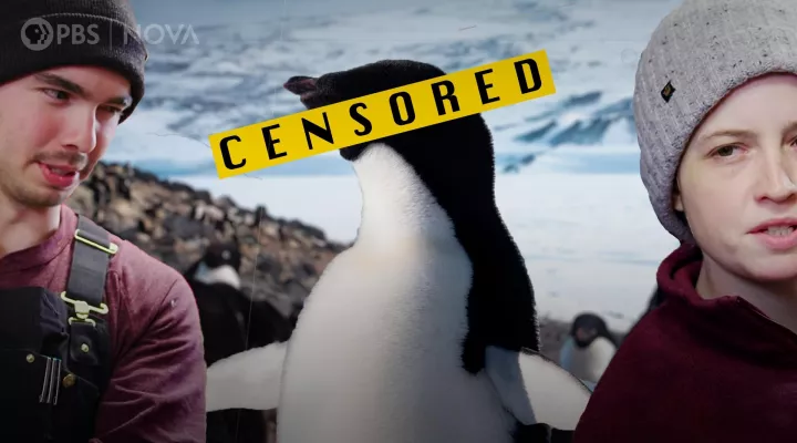 Antarctica’s Penguins Taught Us Surprising Life Lessons: asset-mezzanine-16x9