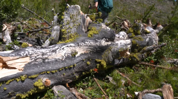 Ghost Forests: asset-mezzanine-16x9