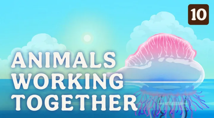 Animals Working Together: asset-mezzanine-16x9