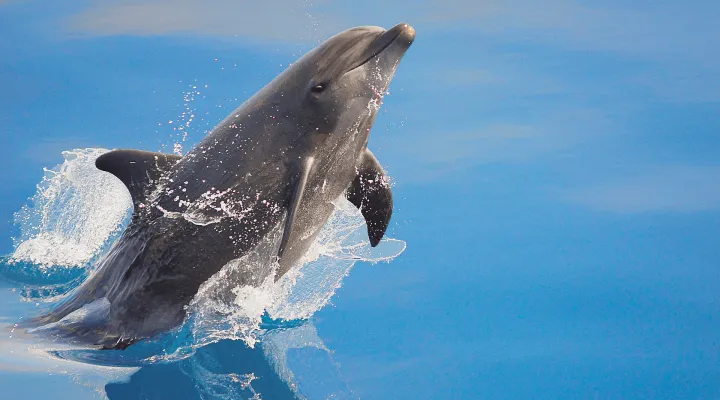 Dolphins Can Use Technology!?: asset-mezzanine-16x9