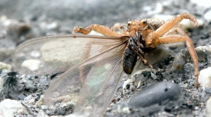 Flying Termites Take a Dangerous Journey to a New Life: asset-mezzanine-16x9