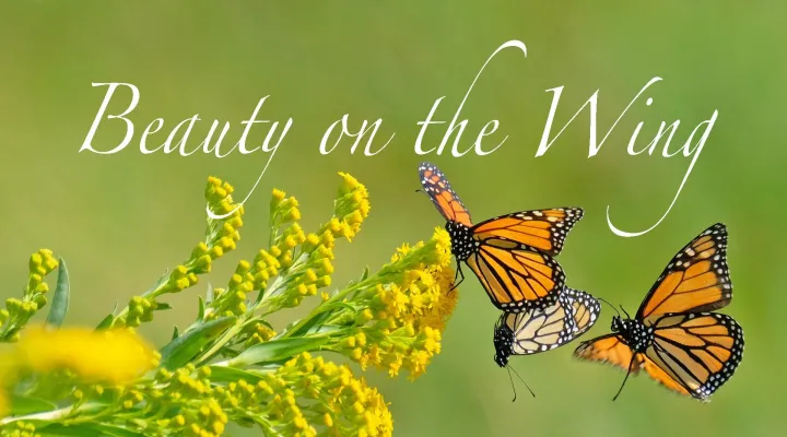 Beauty on the Wing: Life Story of the Monarch Butterfly: asset-mezzanine-16x9