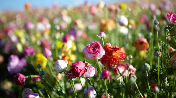 Fields of Flowers: asset-mezzanine-16x9