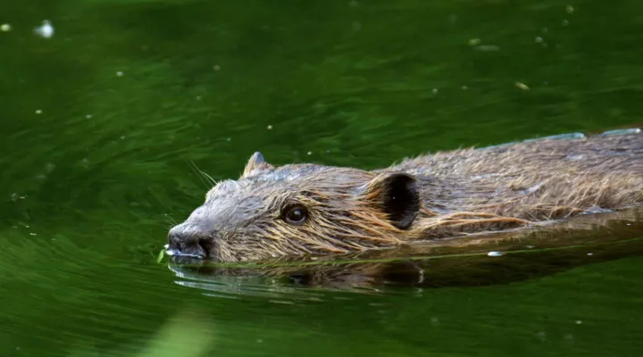Busy Beavers | Backyard Nature: asset-mezzanine-16x9