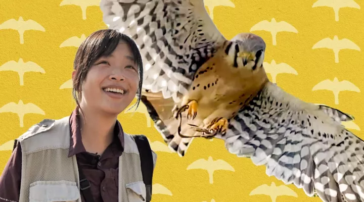 Understory | What's It Like To Be A Falconer: asset-mezzanine-16x9