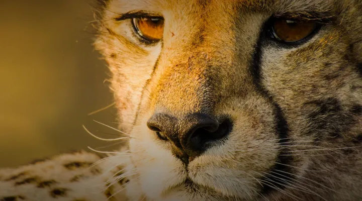 Big Cats Unleashed - Can we save Africa's Big Cats?: asset-mezzanine-16x9