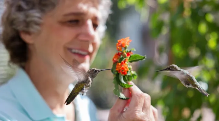 Hummingbirds of Hollywood: asset-mezzanine-16x9