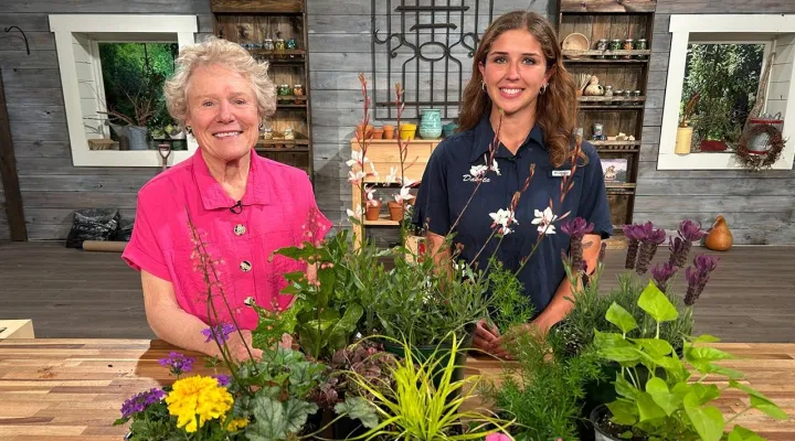 Plants for Containers from Forest Lake Greenhouses: asset-mezzanine-16x9
