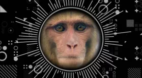 What Do People And Monkeys Have In Common?: asset-mezzanine-16x9