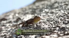 Big Bend Tree Lizard: asset-mezzanine-16x9