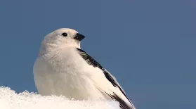 Snow Bunting: asset-mezzanine-16x9