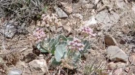 Tufted Milkweed: asset-mezzanine-16x9