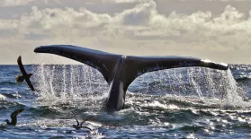 Humpback Whales off Southwest Ireland: asset-mezzanine-16x9