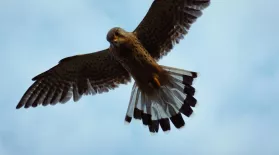 Kestrels in the Church: asset-mezzanine-16x9