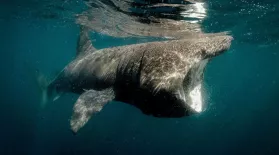 Basking Sharks: asset-mezzanine-16x9