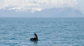 Meet the Orca Team of Wild Alaska Live: asset-mezzanine-16x9
