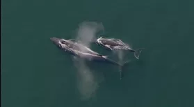 Extraordinary Group Hunting By Humpback Whales: asset-mezzanine-16x9