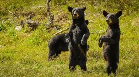 Two Bear Cubs Have a Bath: asset-mezzanine-16x9
