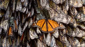 Day of the Dead and Monarch Butterflies: asset-mezzanine-16x9