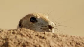 Prairie Dogs vs. Bullsnake: asset-mezzanine-16x9