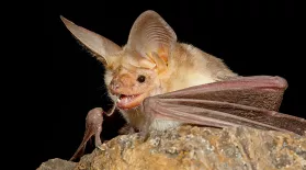 Pallid Bats vs. Scorpions: asset-mezzanine-16x9