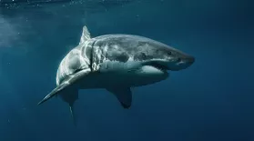 Great White Sharks: asset-mezzanine-16x9