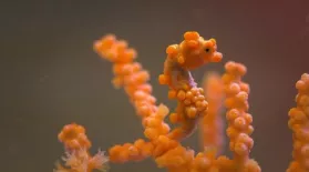 Pygmy Seahorses: Masters of Camouflage : asset-mezzanine-16x9