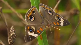 Butterflies – Bringing Butterflies Home!: asset-mezzanine-16x9