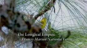 The Longleaf Empire - Francis Marion National Forest: asset-mezzanine-16x9