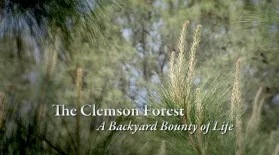 The Clemson Forest – A Backyard Bounty of Life: asset-mezzanine-16x9
