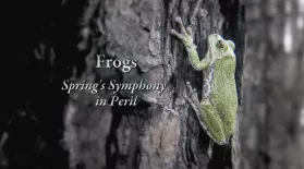 Frogs – Spring’s Symphony in Peril: asset-mezzanine-16x9