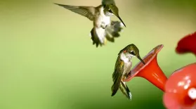 Season 2, Ep. 13: Hummingbirds – Life in Fast-forward: asset-mezzanine-16x9