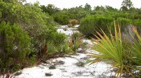 Season 2, Ep. 10: The Florida Scrub – Islands in Time: asset-mezzanine-16x9