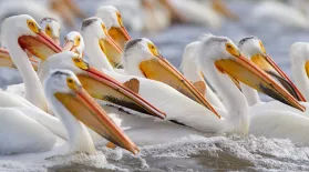 White Pelicans Feeding in Minnesota: asset-mezzanine-16x9