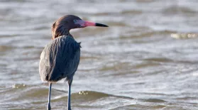 Reddish Egrets Feeding in Louisiana: asset-mezzanine-16x9