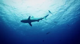 Sharks at Osprey Reef: asset-mezzanine-16x9