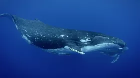 Humpback Whales: asset-mezzanine-16x9