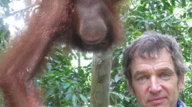 Episode 2 Preview | Orangutans: asset-mezzanine-16x9