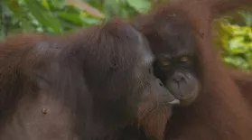 Orangutans: asset-mezzanine-16x9