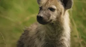 Hyena Sisters Learn How to Identify and Escape Threats: asset-mezzanine-16x9